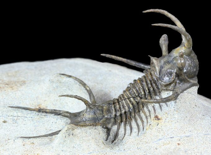 Alien Looking Ceratarges Trilobite - Top Quality #56543